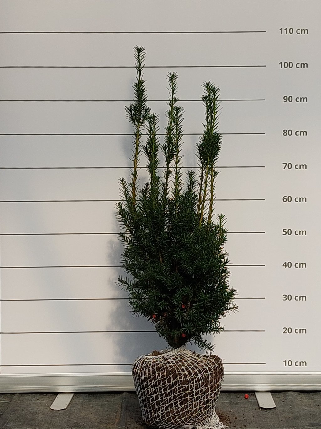 Taxus media 'Hicksii' - 50-60 CM RB